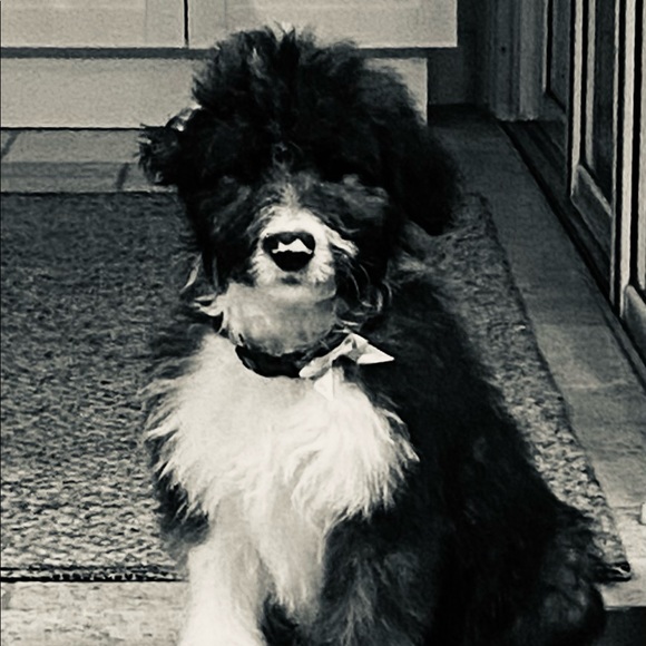 Meet your Posher, Kk - Picture 1 of 1